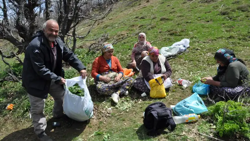 Yürüyerek Topladıkları Mantarlar: Geçim Kaynağı ve Gizemli Yolculuk