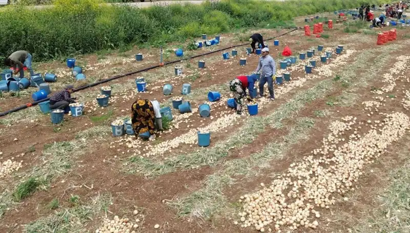 Soğan Hasadı Başladı: Fiyatlar Düşmeye Başladı, Pazarları Etkiliyor!