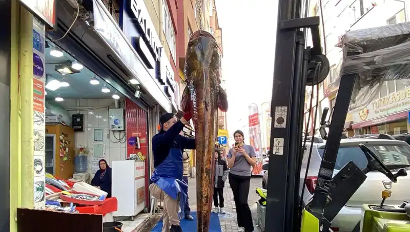 Meriç Nehri'nde Tam 3 Metre Uzunluğunda Dev Balık Yakalandı