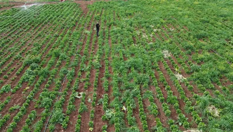 Kuraklık, Marul Hasadını Tehdit Ediyor: Çiftçiler Tedirgin!