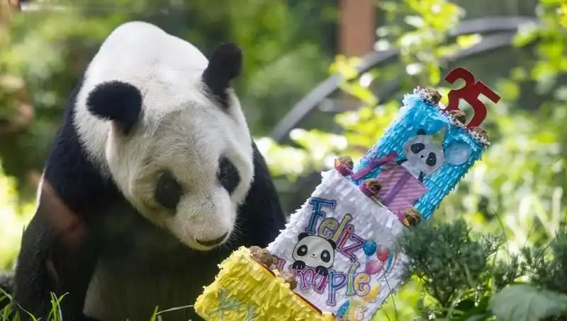 35 Yaşına Bastı: Dev Panda Xin Xin’in Duygusal Kutlama Anları