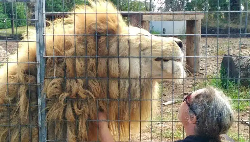 Avustralya'da şoke eden aslan saldırısı: Kadının kolunu kaptı!
