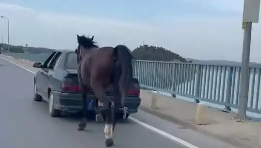 Adana'da Ata Eziyet Edenlere Şok Tutuklama: Hayvan Hakları Savunucuları Harekete Geçti!