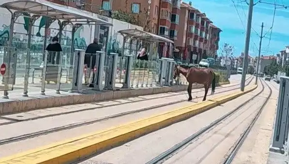 Eskişehir'de Tramvay Raylarında Başını Kaybetmiş At Görüntüleri Şaşkınlık Yarattı