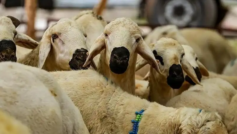 Kurban Bayramı 2023: Bayram Tatili 9 Gün Olacak Mı?