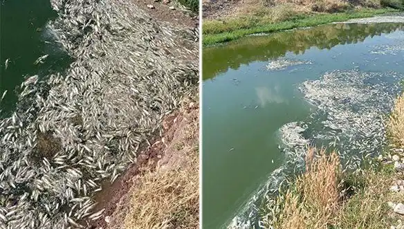 Karasu Çayı'nda Balık Ölümleri: Sırrı Ne Olacak?