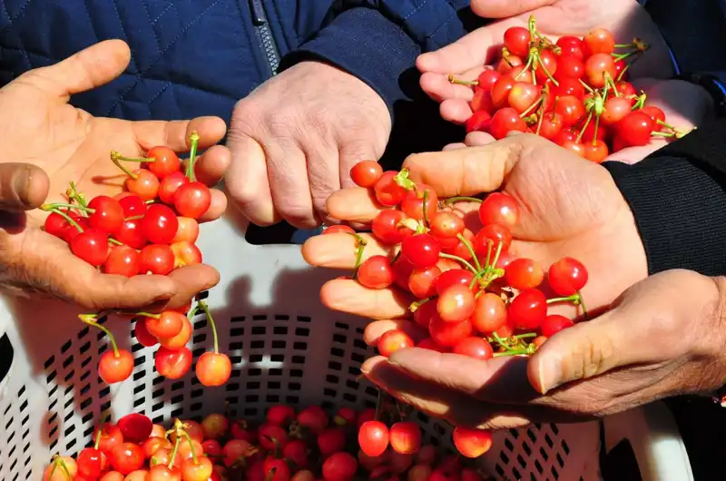 İlk Hasatta Rekor Kırıldı: Kilo Fiyatı 3 Bin 500 TL!