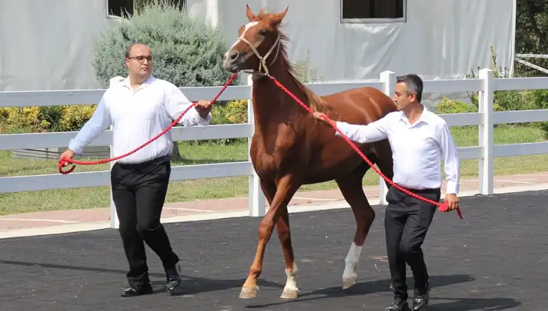 Taşkın Kral Rekorlarıyla Göz Dolduruyor: Su Altında Müthiş Maceralara Hazır Olun